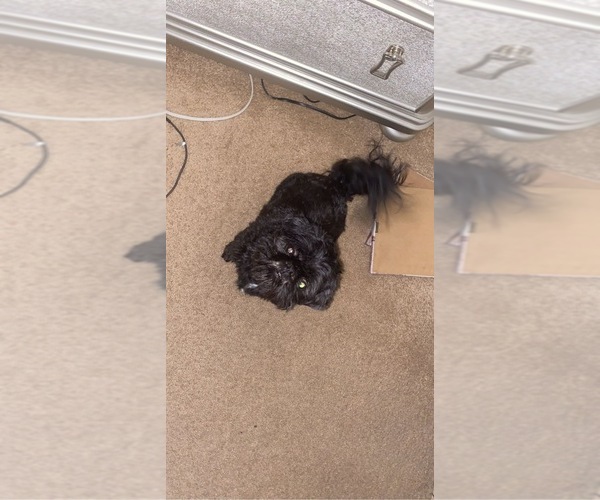 Medium Photo #1 Shih Tzu Puppy For Sale in PENSACOLA, FL, USA