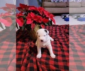 Alaskan Husky-Boxer Mix Puppy for sale in LIVONIA, MI, USA