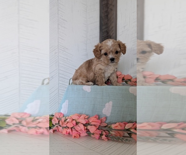 Medium Photo #30 Cockapoo (Toy) Puppy For Sale in GOSHEN, IN, USA