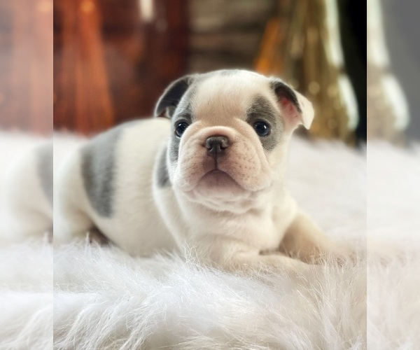 Medium Photo #2 French Bulldog Puppy For Sale in SULLIVAN, OH, USA