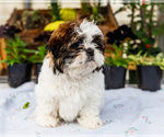 Small #2 Shih Tzu