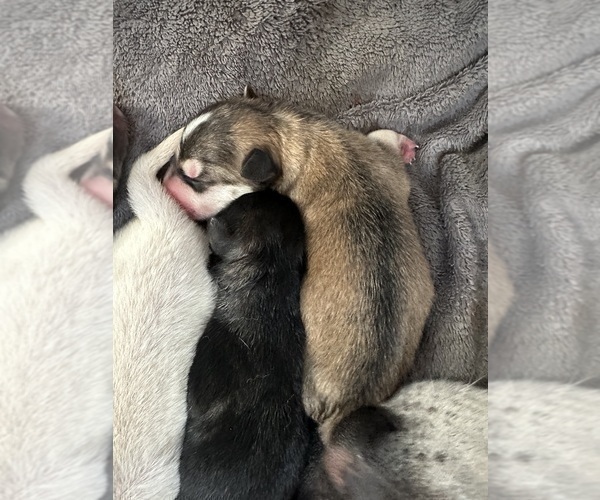 Medium Photo #9 German Shepherd Dog-Wolf Hybrid Mix Puppy For Sale in NEW BERN, NC, USA