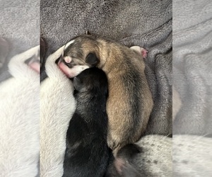 Medium German Shepherd Dog-Wolf Hybrid Mix