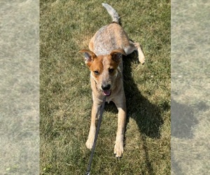 Australian Cattle Dog Puppy for sale in NILES, MI, USA