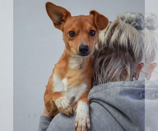 Medium Photo #4 Chipin Puppy For Sale in Huntley, IL, USA