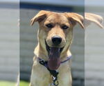 Small #4 Labrador Retriever Mix