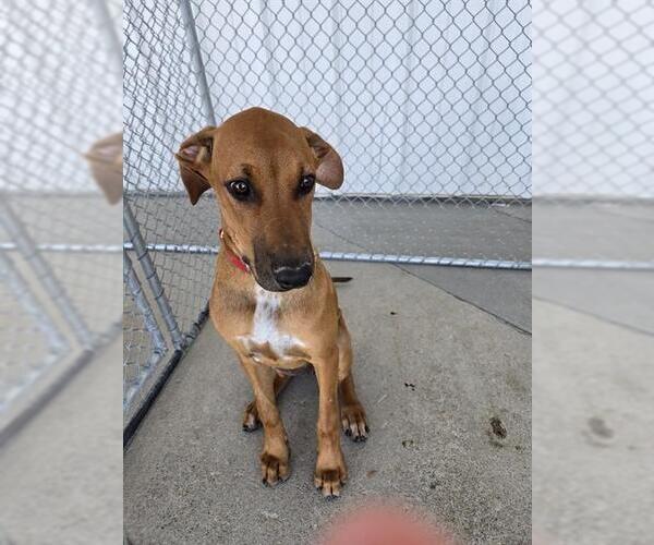 Medium Photo #1 Redbone Coonhound Puppy For Sale in Bakersfield, CA, USA