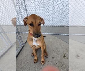 Redbone Coonhound Dogs for adoption in Bakersfield, CA, USA