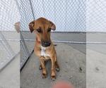 DAISY - Female Redbone Coonhound Dog for Adoption - Small photo