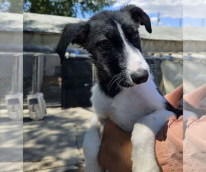 Huskies -Unknown Mix Dogs for adoption in Salt Lake City, UT, USA