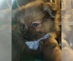 Puppy 7 Pomeranian