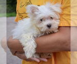 Small #2 Maltese
