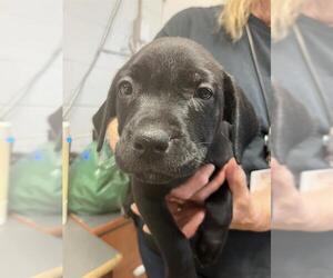 Medium Labrador Retriever Mix