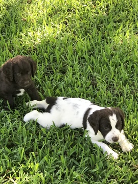 View Ad: Boykin Spaniel-Brittany Mix Litter of Puppies for ...