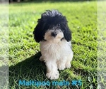 Small #4 Maltipoo (Toy)
