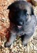 Small Photo #6 German Shepherd Dog Puppy For Sale in NEW BRAUNFELS, TX, USA