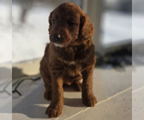 Medium Photo #2 Irish Doodle (Miniature) Puppy For Sale in NEW HOLLAND, PA, USA