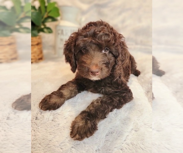 Medium Photo #1 Miniature Labradoodle Puppy For Sale in EDGEWOOD, TX, USA