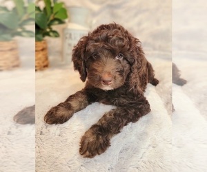 Miniature Labradoodle Puppy for sale in EDGEWOOD, TX, USA