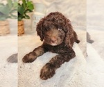 Small Photo #1 Miniature Labradoodle Puppy For Sale in EDGEWOOD, TX, USA