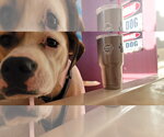 Small #12 American Staffordshire Terrier Mix