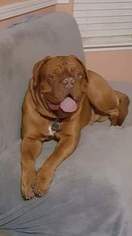 Father of the Dogue de Bordeaux puppies born on 04/29/2017