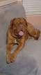 Small Photo #1 Dogue de Bordeaux Puppy For Sale in PORTERVILLE, CA, USA