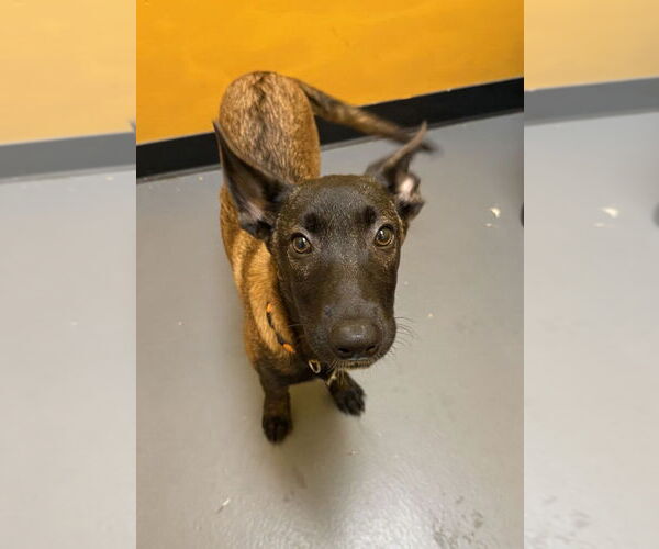 Medium Photo #3 Mutt Puppy For Sale in Imlay City, MI, USA