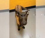 Small #2 Mutt