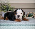 Small Photo #9 Beabull Puppy For Sale in MILLERSBURG, OH, USA