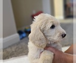 Small #11 Goldendoodle