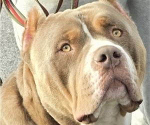 Father of the American Bully puppies born on 06/23/2026