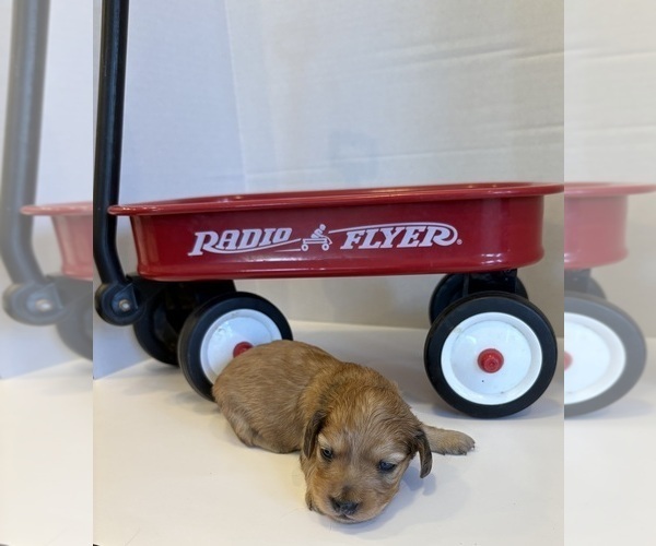 Medium Photo #2 Dachshund Puppy For Sale in BIG BEND, CO, USA