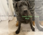 Small Photo #5 Cane Corso Puppy For Sale in DENTSVILLE, MD, USA