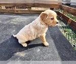 Small #3 Golden Retriever