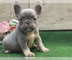 French Bulldog Puppy for sale in BOSTON, MA, USA