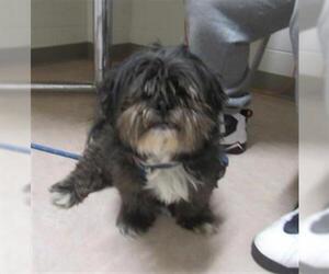 Shih Tzu Dogs for adoption in Derwood, MD, USA