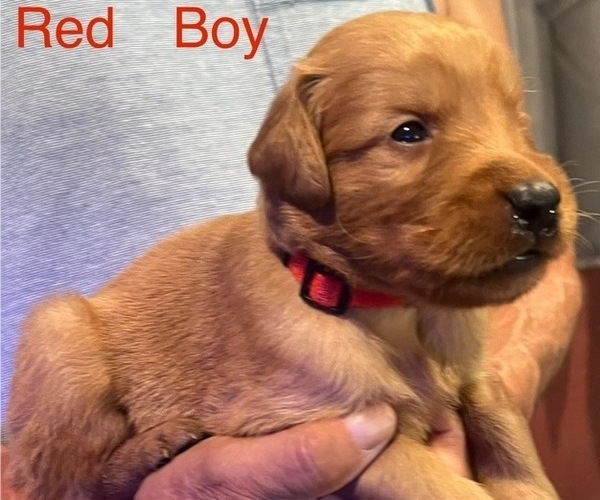 Medium Photo #11 Golden Retriever Puppy For Sale in FRESNO, CA, USA