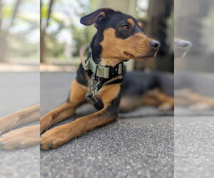 Doberman Pinscher-Unknown Mix Dogs for adoption in Minneaoplis, MN, USA
