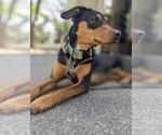 Small Doberman Pinscher Mix