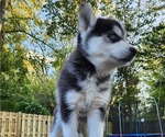 Small Photo #8 Siberian Husky Puppy For Sale in ALPENA, MI, USA