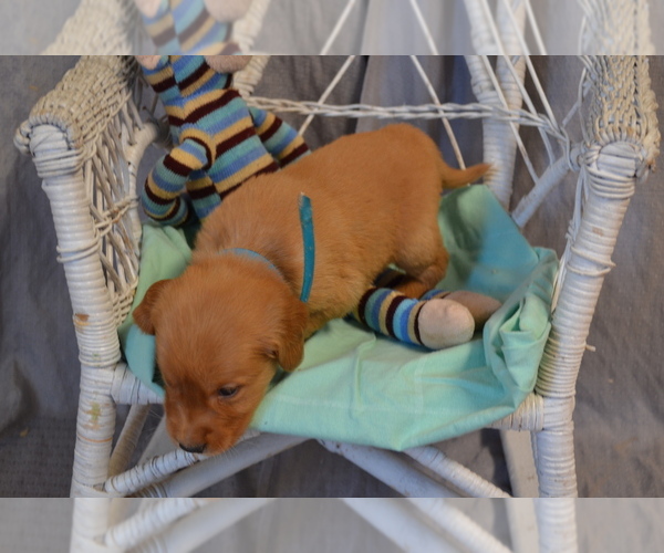 Medium Photo #3 Golden Retriever Puppy For Sale in OWEN, WI, USA