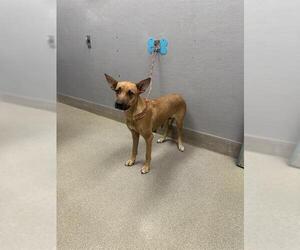 Mutt Dogs for adoption in Las Vegas, NV, USA