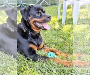 Rottweiler Dogs for adoption in Mooresville, NC, USA