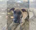 Small #2 Labrador Retriever Mix