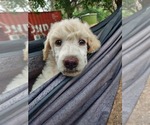 Puppy Chase Bordoodle