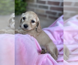 Dachshund Puppy for sale in LORENZO, TX, USA