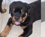Small #6 Rottweiler