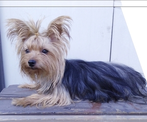 Mother of the Yorkshire Terrier puppies born on 05/26/2025