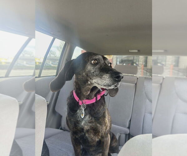 Medium Photo #3 Plott Hound Puppy For Sale in Candler, NC, USA